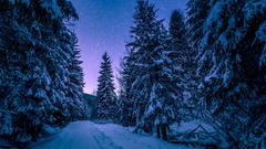 Winter Snowy Pine Trees Forest