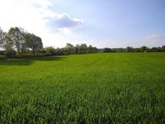 A field of green grass with trees in the background. Spring arable ...