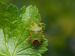 What%20Is%20a%20Stink%20Bug%20and%20Why%20Do%20They%20Stink?%20-%20Earth%20-%20Earthpedia