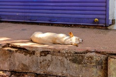 Street Dog Sleeping Sidewalk - photo on Pixabay - Pixabay