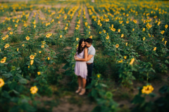 sunflowers — BLOG — Jenelle Kappe Photography