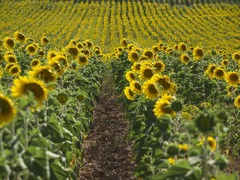 A field of sunflowers in the middle of a field. Sunflowers fields ...