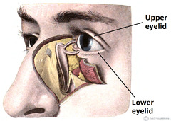 The Eyelids - Conjunctiva - Muscles - Lacrimal Glands - TeachMeAnatomy