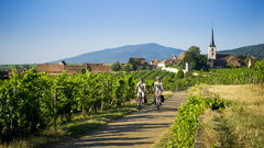 Alsace Wine Route (Alsace Cycling)