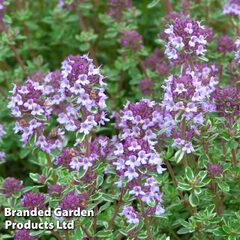 Herb Thyme Silver Posie (Thymus Silver Posie)