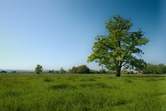 Arbre Gazon Prairie De - Photo gratuite sur Pixabay - Pixabay