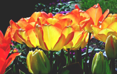 Tulips Flowers Plants - photo on Pixabay - Pixabay