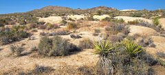 A Monday Morning Meander - Joshua Tree National Park — Abandoned ...