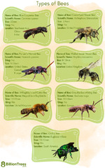 77 Types of Bees With Real : Identify by Location, ...