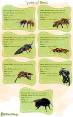 77 Types of Bees With Real : Identify by Location, ...