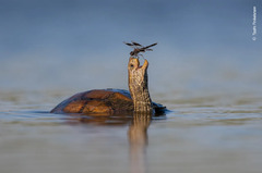 Wildlife photography (Wildlife Photographer of the Year)