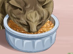 Cómo cuidar un gato siberiano - wikiHow