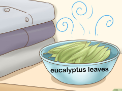 Eucalyptus Leaves