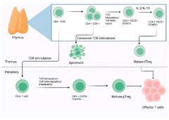 Vaccines |-Text | Regulatory T Cells (Tregs) and COVID ...