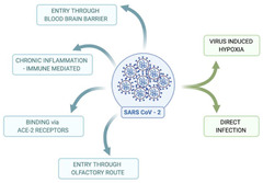 Viruses |-Text | The Potential Role of COVID-19 in the ...