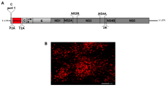 Fitness of mCherry Reporter Tick-Borne Encephalitis Virus in Tick ...