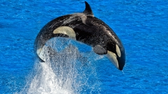 New report finds that killer whales aren't attacking boats but are ...