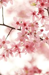 Cherry Blossom. Sakura In Springtime. Beautiful Pink Flowers (Cherry Blossoms)