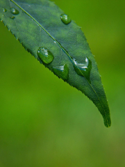 Water droplets on green leaf