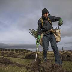 Planting trees to tackle climate change might feel nice, but it could ...