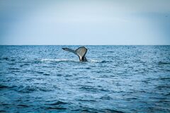 Swimming with humpback whales in northern Peru