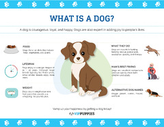 All About Dogs! (FAQ included) | Fun Dog Facts - VIP Puppies