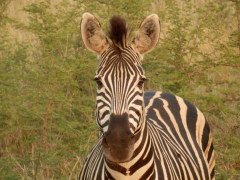 A close up of a zebra in a field. Wild animals africa zebra ...