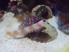 pinkbar goby hiding/how manny fish in a pico - Fish Forum - Nano ...