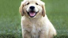 Golden Retriever Labrador Puppy