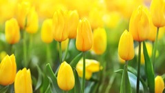 49 Best Yellow Flowers for Gardens (Annuals and Perennials ...