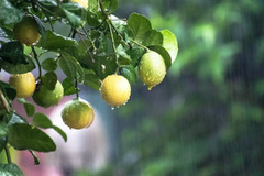 Grow Your Own Citrus Oasis: Tips For Growing Lemon Trees Indoors ...