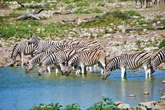 4 Most Beautiful National Parks To Visit In Namibia