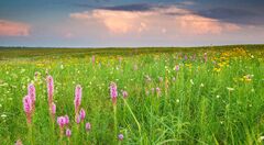 Dense blazing star (Prairie blazing star) (Blazing stars)