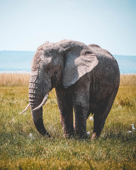 African bush elephant (African elephants) ( elephant proboscis grass autumn)