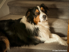 Australian Shepherd (Border Collie) (English Shepherd)