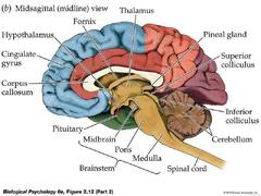 Human Body Internal Structure Parts of The Brain