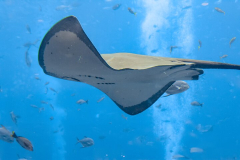 short tail stingray swimming underwater (Giant oceanic manta ray) (Stingray)